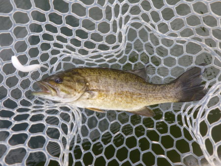 ディッシュワームを使用した釣果